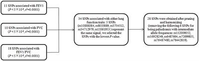 Causal Relationship Between Lung Function and Atrial Fibrillation: A Two Sample Univariable and Multivariable, Bidirectional Mendelian Randomization Study